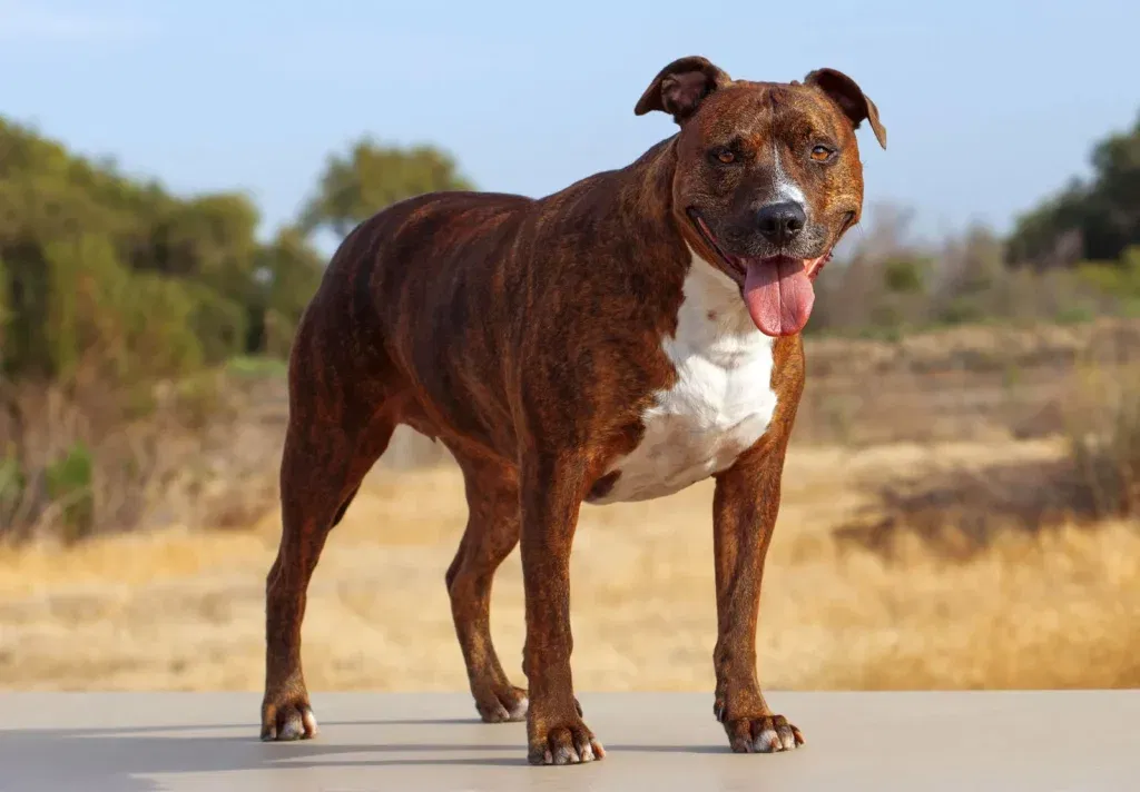 pit The Top 10 Scariest Dangerous Dogs in the World (August 7)