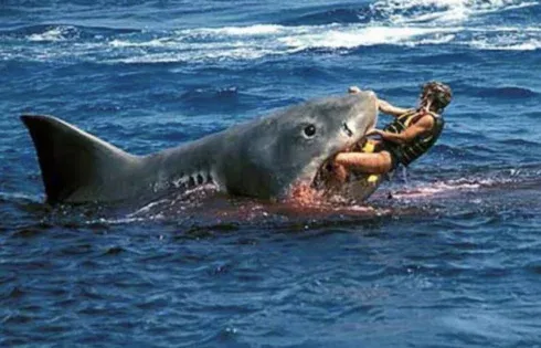 Hilton Head Island Shark Attacks