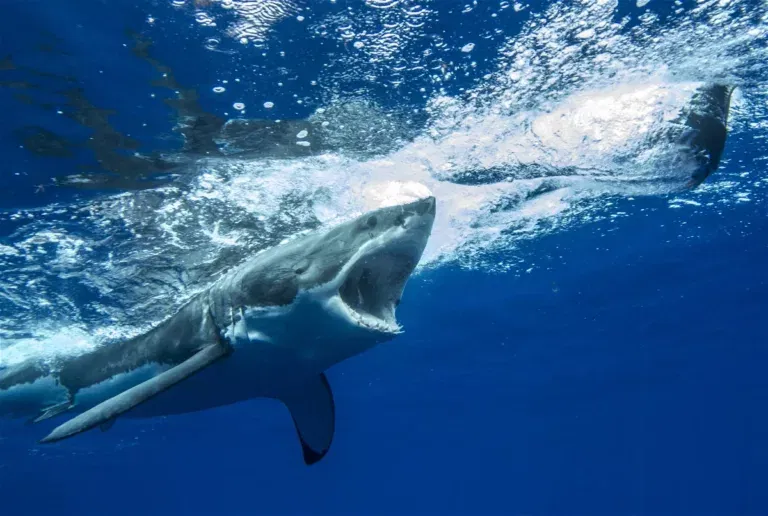 Hilton Head Island Shark Attacks: Get A Complete Updates On the Shark Attacks in South Carolina in 2023