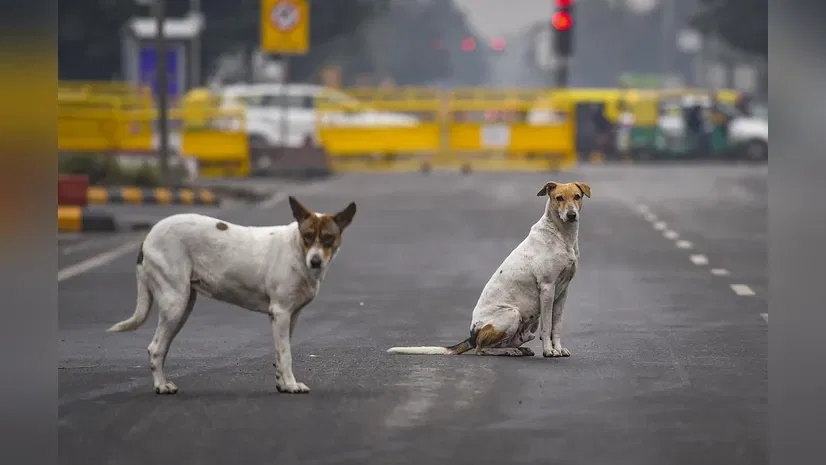 Remove 5,000 stray dogs in 6 weeks