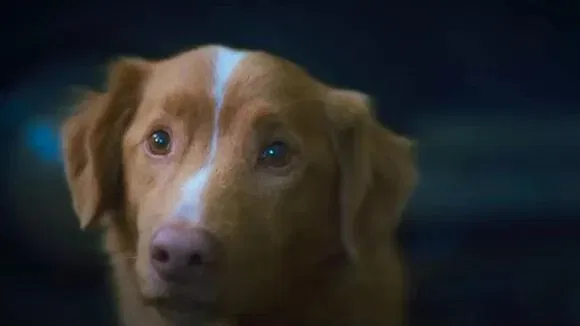 Good Boy
