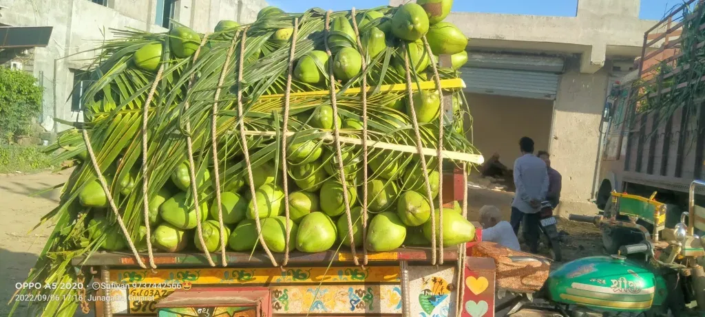 Coconut 